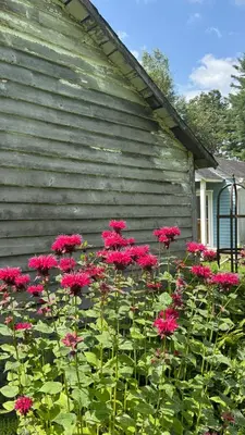 a bunch of pink flowers in front of a house at The Tannery House in Claryville