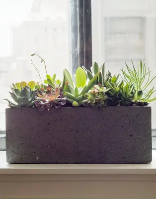 a pot of plants sitting on a window sill at ROOST Midtown in Philadelphia