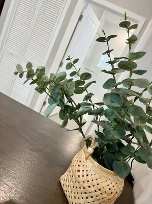 a plant in a wicker vase sitting on a table at 308 Cozy and warm King Bed APT in center city in Philadelphia