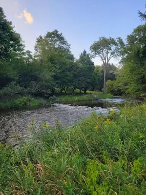 a stream of water with trees in the background at Bethel Woods Cabin in Mongaup Valley