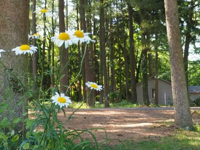 a group of daisies growing in the woods at Woodfield Manor - A Sundance Vacations Property in Cresco