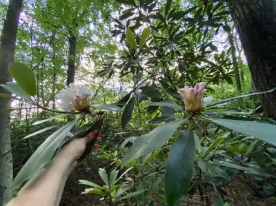 a person holding up two flowers in a forest at Historic Sears River Home (Main Level) on 10 Acres in Tamaqua