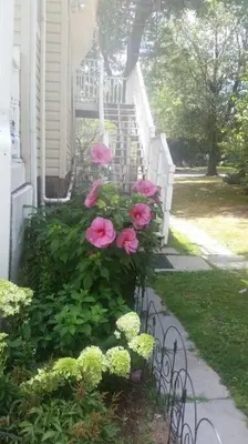 a bush of pink flowers on the side of a house at Large Space Great for Groups & Families in Montclair