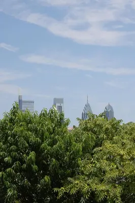 a group of trees with buildings in the background at Peaceful Zen Getaway in the City in Philadelphia