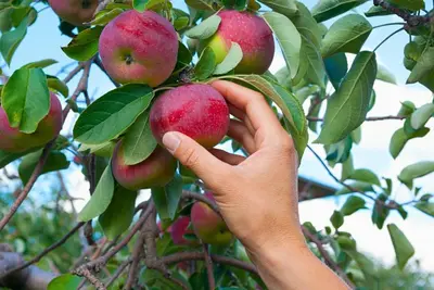 a person is picking apples from an apple tree at Hudson Valley Cottage Rental 3 bedrooms Monroe NY in Monroe