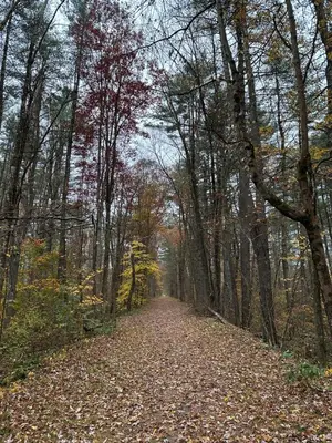 a road in the woods with leaves on the ground at Escape to a Streamside Cabin in the Lower Catskills in Wurtsboro