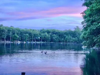 a group of ducks in the middle of a lake at Lakefront, Pool, Hot Tub, Boats, Game Room, Pets in Bushkill