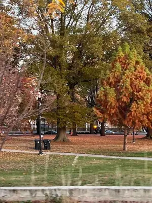 a tree in a park with leaves on the ground at Cozy on the Hill in Wilmington