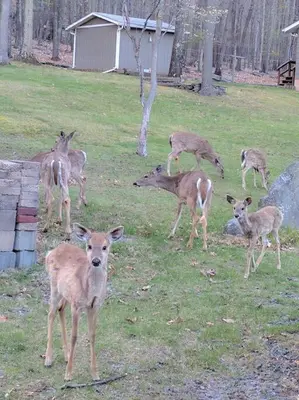 a group of deer standing in a field at Lakeview Retreat in Lakeville