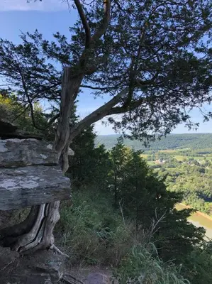 a tree sitting on top of a hill next to a tree at Triple Brick on Main in Wyalusing
