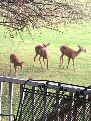 a group of deer standing in a field at Triple Brick on Main in Wyalusing