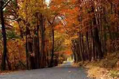 a painting of a road in a forest with trees at The Cast Iron Lady in Wyalusing