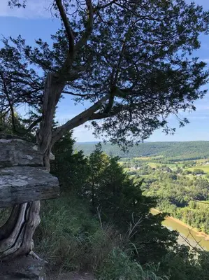 a tree sitting on top of a hill next to a tree at Small Town Hideaway in Wyalusing