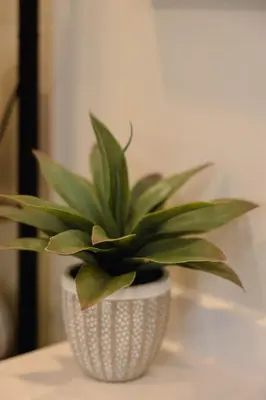 a green plant in a white pot on a table at Rainforest Retreat 20m to NYC Parking Sleeps 25 in Bayonne