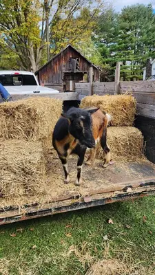 a goat standing on a pile of hay at Pocono Farmhouse - Fully Renovated 1881 Home in Saylorsburg