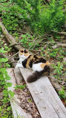 a cat laying on a path in the grass at Pocono Farmhouse - Fully Renovated 1881 Home in Saylorsburg