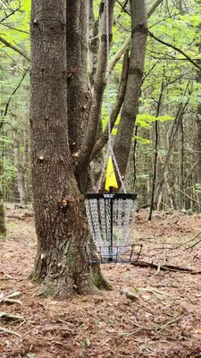 a tree with a frisbee in the woods at Pocono Farmhouse - Fully Renovated 1881 Home in Saylorsburg