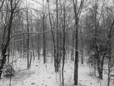 a black and white photo of a snow covered forest at Poconos Chalet in Tobyhanna