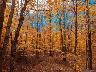 a forest of trees with yellow and orange leaves at Poconos Chalet in Tobyhanna