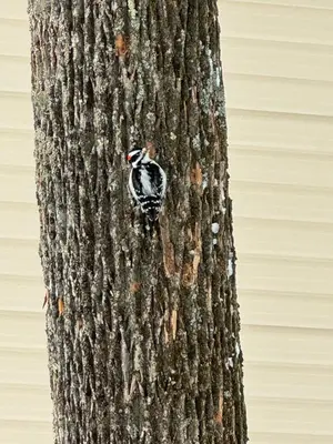a bird sitting on the side of a tree at The Flying Dutchman Cottage in amenities filled Masthope community Ski Big Bear in Lackawaxen