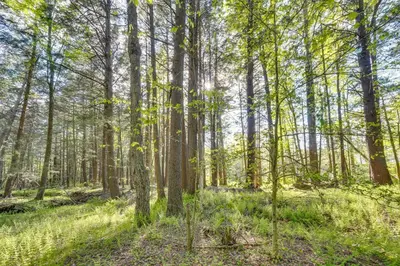 a forest with tall trees and green grass at Private Hot Tub Poconos Babbling Brooke Cottage in Blakeslee