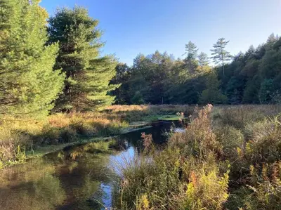 a river in a field with trees and a forest at Little Birds Treehouse in Sparrow Bush