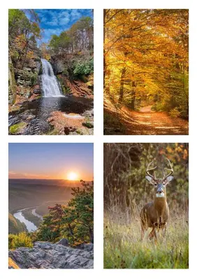 a collage of four pictures with a deer in the forest at Lakefront, Game Rm, Arcade, Hot Tub, Pool, Pets in Bushkill