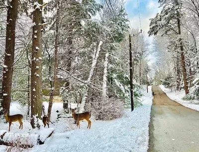 two deer standing in the snow next to a road at renovatedhot tubnear skiingtubingcozy & chic in Monticello