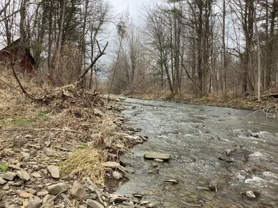 a stream of water with rocks in a forest at Lakeside Tiny Cozy Retreat in Ulster