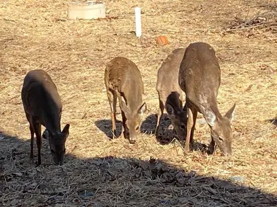 a group of deer eating hay in a field at Casa di Montagna/5BR/3Bath/NearResorts/PetsAllowed in Pocono Lake
