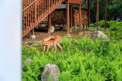 a deer standing in the grass near a building at 5mi to Big Boulder Hot tub Patio Firepit Fast WiFi in Blakeslee