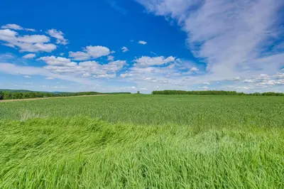 a field of tall green grass under a blue sky at Wellsboro Farmhouse with Grill and Fire Pit! in Wellsboro
