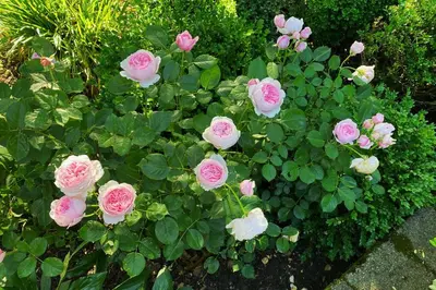 a bunch of pink roses in a garden at private luxe, garden, wellness home steps from Princeton in Franklin Park
