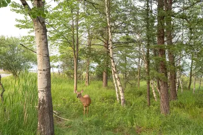 a deer standing in a field with trees at Private Hot Tub Charming Poconos Cabin! in Albrightsville