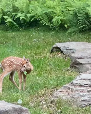 a deer standing in the grass near some rocks at Private Cottage with Hot Tub in the Woods in Thompson
