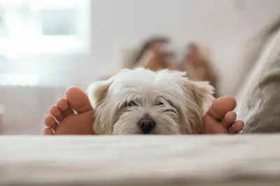 a person laying on a bed with a white dog at Candlewood Suites Lawrenceville - Princeton by IHG in Lawrenceville