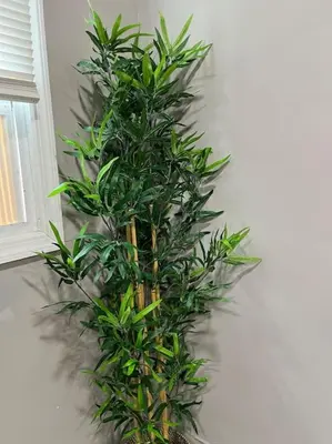 a green plant on a wall next to a window at Cozy Apartment 2 BedroomS in Hillside