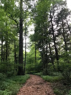 a dirt trail in a forest with trees at Fenced Yard Chalets from Good Dog Vacations at Big Valley Resort in Sciota