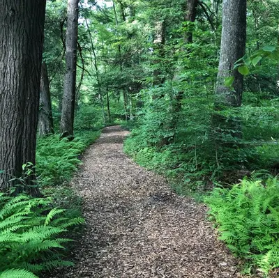 a path in a forest with trees and plants at Fenced Yard Chalets from Good Dog Vacations at Big Valley Resort in Sciota