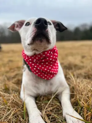 a dog sitting in a field wearing a red and white bow tie at Fenced Yard Chalets from Good Dog Vacations at Big Valley Resort in Sciota