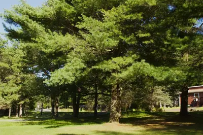 a tree in a field of grass with a house at Cozy Pocono Home with a Hot Tub, Fire pit, Karaoke, Games and more! in Albrightsville