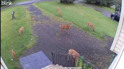 a group of deer grazing in a yard at Cozy House in Long Pond 3 bedrooms 10 people in Long Pond