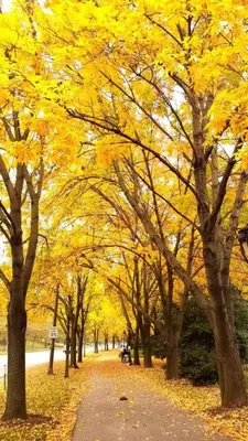 a tree lined path in a park with yellow trees at Downtown City Hall close by Kimmel Center 1BD in Philadelphia