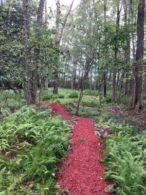 a red trail in a forest with trees and plants at Hillsaps Ranch on the Lake in Gouldsboro