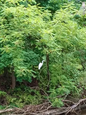 a white bird is standing in a tree at Top floor modern country home in Northampton