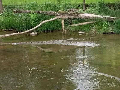 a crocodile walking across a river with a branch in the water at Top floor modern country home in Northampton