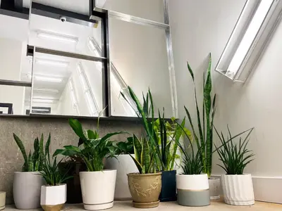 a row of potted plants in a room with a mirror at Gallery Suite in Art Tower in Philadelphia