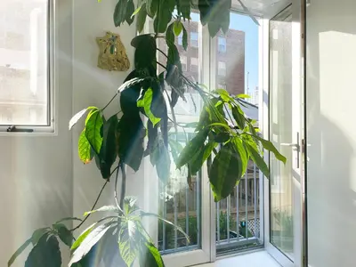 a plant in a room next to a window at Gallery Suite in Art Tower in Philadelphia