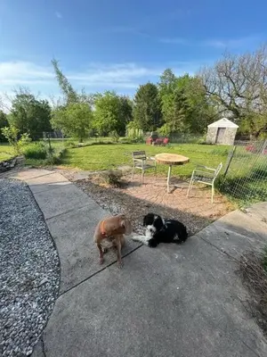 a dog and a dog laying on a sidewalk at Homestead Upper Bucks - No Pet Fees in Perkasie