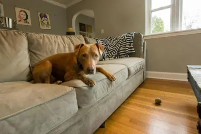 a brown dog laying on a couch in a living room at K9 Cottage MainLine in Berwyn